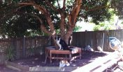 Tree Seat